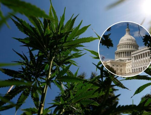 Congress rewrites hemp definition, reshaping cannabis rules