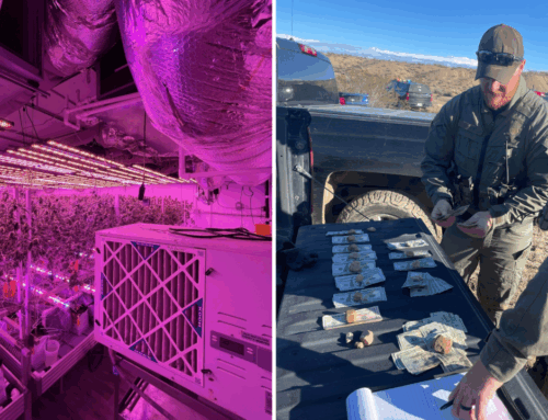 Cannabis crackdown: $57m worth of cannabis seized, eradicated in multiple operations