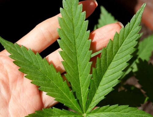 How marijuana reclassification could reshape Arizona’s cannabis industry