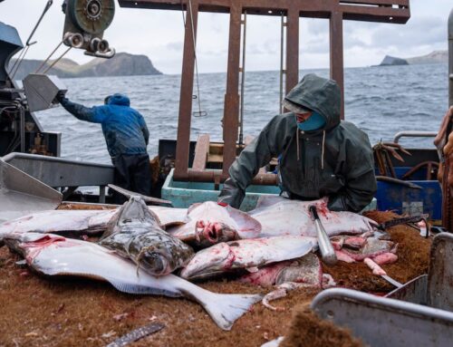 Alaska fisheries in 2025: turmoil, economic and environmental challenges and some bright s