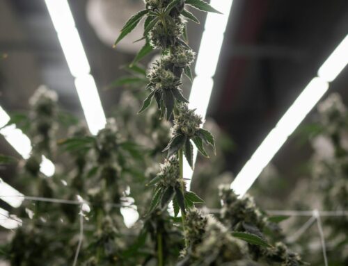 Trump signs order to expand access to marijuana, lower taxes on cannabis businesses