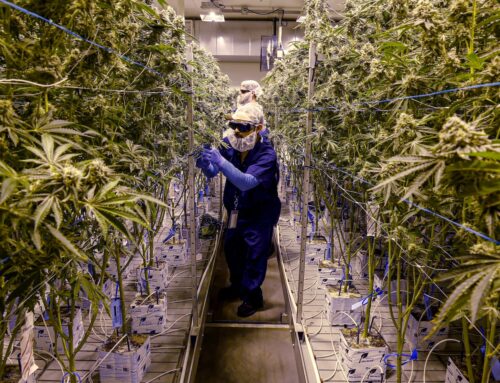 Cannabis licensees could face lower grow limits