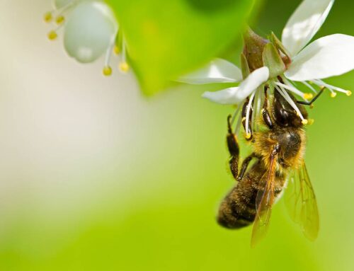 This Giving Tuesday, help save the bees from a “death spiral”