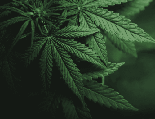 Trump Shifts Cannabis to Different Drug Category