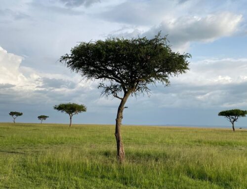 Kenya’s environment court to consider a claim that a lux safari camp was harming wildebees