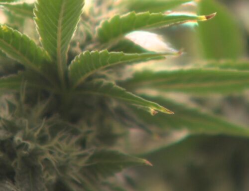 Virginia lawmakers unveil proposal for regulated cannabis marketplace with dozens of new c