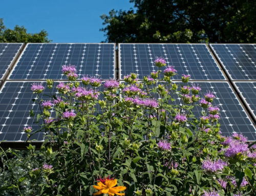 Experts make astonishing discovery after installing solar panels above rooftop gardens: ‘C