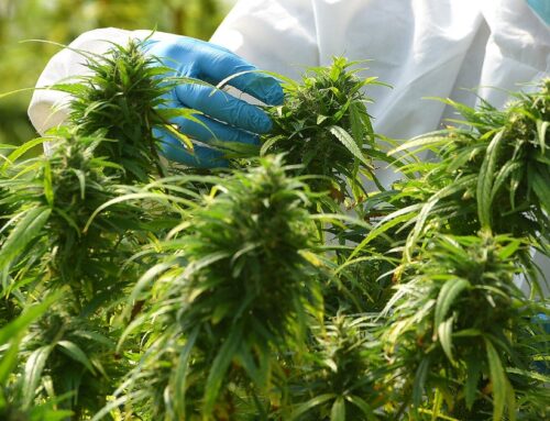 Law enforcement group alleges fraud in Massachusetts cannabis industry. “They’re ripping o