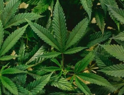 Cannabis-related illness cases increase