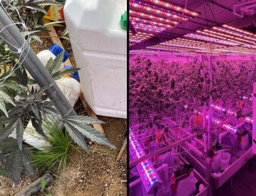 State seizes $57M in cannabis during operations in Bay Area, Los Angeles County