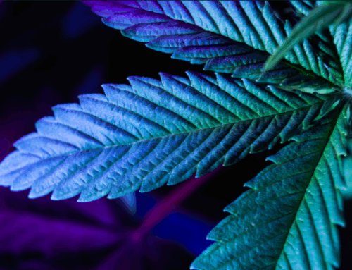 Cannabis Rescheduling: Separating Fact from Fiction Cannabis Rescheduling: Separating Fact