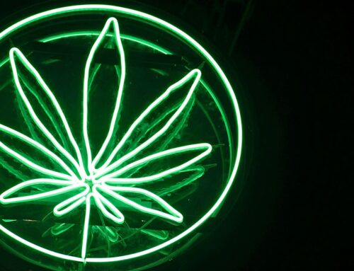 Rats may use cannabis to cope with stress