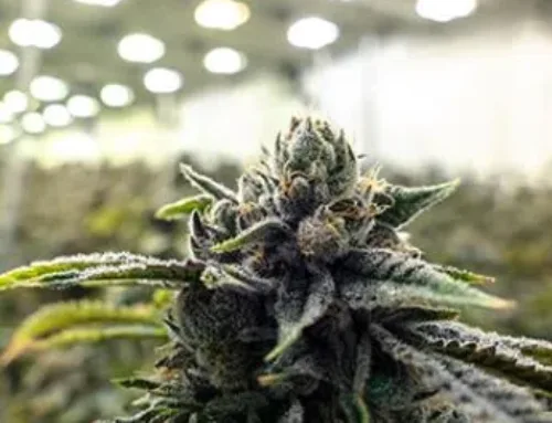 Significant growth expected in Minnesota’s cannabis industry