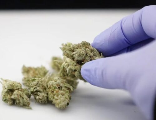 Cannabis plant in Livingston County set to close