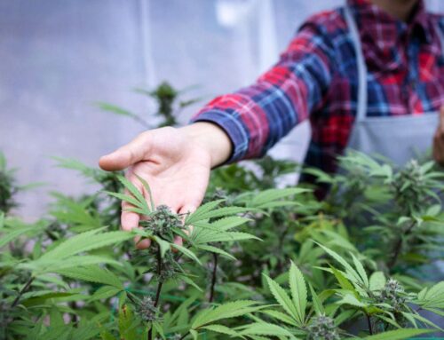 Cannabis stocks surge on report Trump seeks to ease restrictions