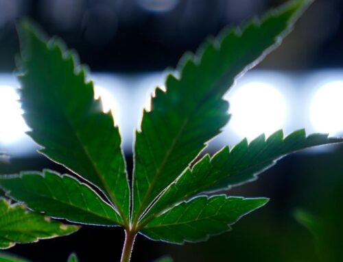 President Trump says he’s considering an executive order to reclassify marijuana