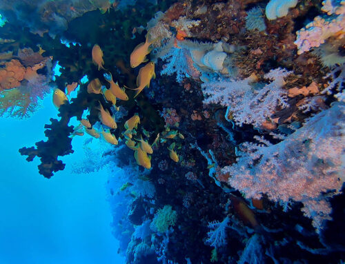 UNEA-7 Advances Sustainable Solutions for a Resilient Planet