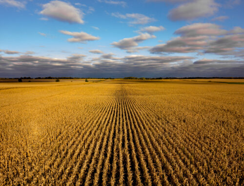 Ethanol mandate: bad for the economy, bad for the environment
