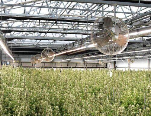 Texas Original opens state’s largest medical cannabis facility in Bastrop