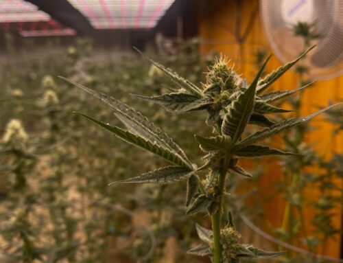 Texas expands Compassionate Use Program with new cannabis dispensary licenses