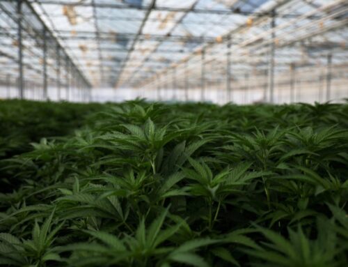 What the federal marijuana policy shift means for cannabis use and research