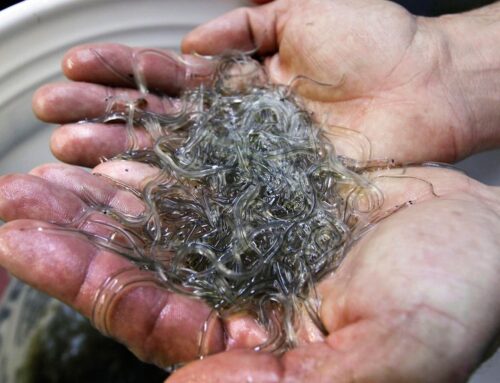 Eel populations are falling, and new protections were defeated