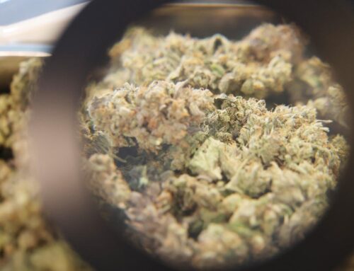 Marijuana’s reclassification applauded by Maryland cannabis industry