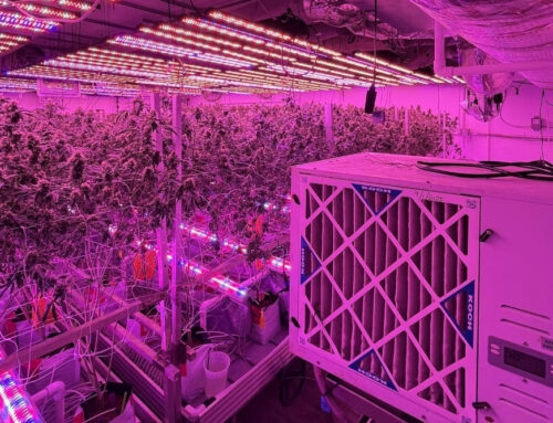 Hayward cannabis bust yields over 6,000 plants