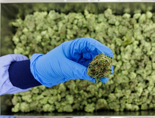 Medical Cannabis: Which Conditions Does It Actually Help?