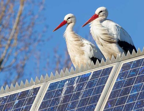 OECD: Renewable Energy Expansion Must Avoid New Ecological Trade-Offs