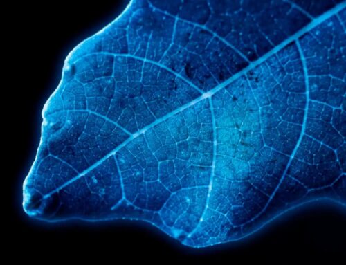 Swiss experts succeed in producing hydrogen through photosynthesis — The result is beyond