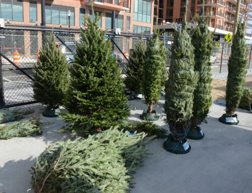 Christmas Trees Offer Decorative Beauty and Environmental Benefits