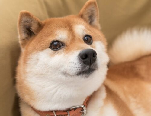 Will Investing in Dogecoin Make You Richer?