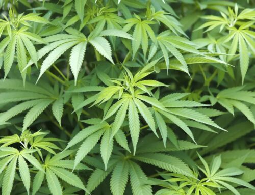 Michigan cannabis group appeals tax decision