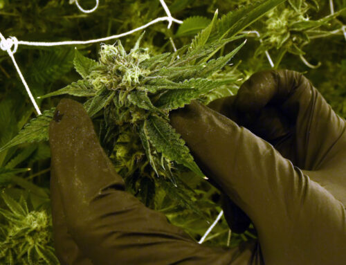 Citizen’s initiative wants to roll back recreational cannabis use in Maine