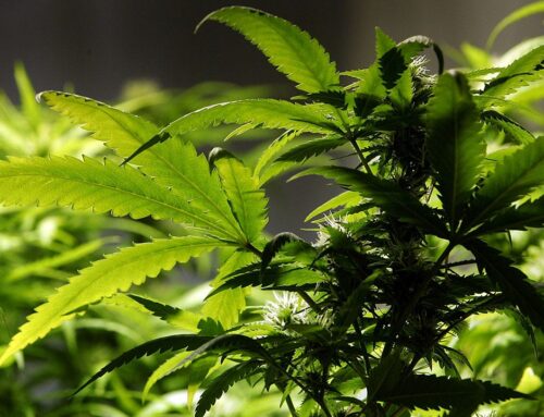 Michigan’s giant new pot tax can remain in place, judge rules