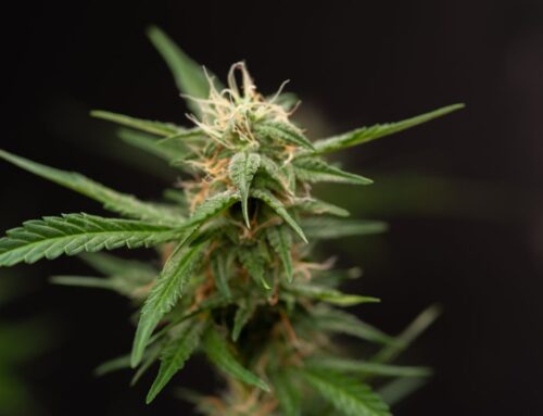 The Strange Rise of Scromiting — Most Common Among Young, Heavy Cannabis Users