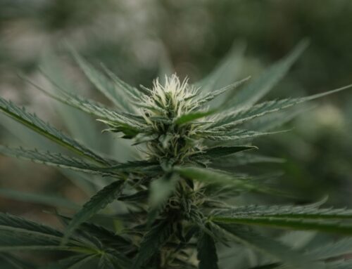 Federal cannabis legalization commission proposed under Senate bill (Newsletter: December