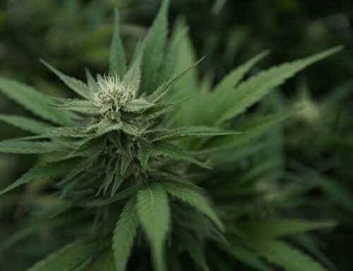 Could Trump “steal” the cannabis issue from Dems? (Newsletter: December 3, 2025)