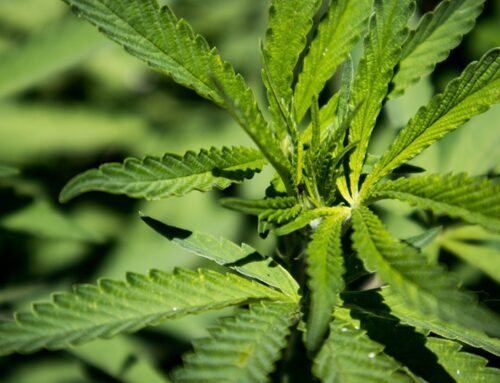 Massachusetts Campaign to Kill Adult-Use Cannabis Market Advances Toward 2026 Ballot