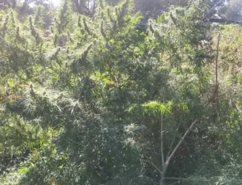 Cannabis seized in farm | Rajkot News – The Times of India