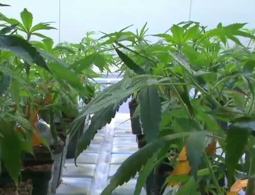 Trump’s executive order on marijuana reclassification sparks debate in Pennsylvania