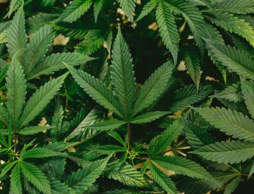 Medscape MedBriefs: Cannabis use and ECG changes in people with HIV; DoxyPEP and STI incid