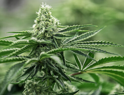 Trump could soon reschedule cannabis as less addictive, but how would that impact CT?