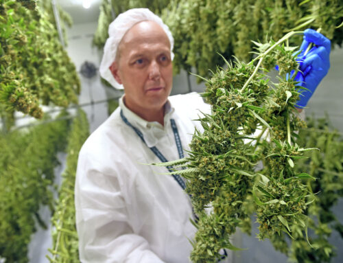 What Trump rescheduling cannabis will mean for businesses, consumers in Connecticut