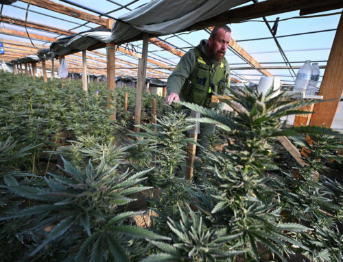 Newsom’s pot regulator faces stunning court loss in cannabis trafficking case