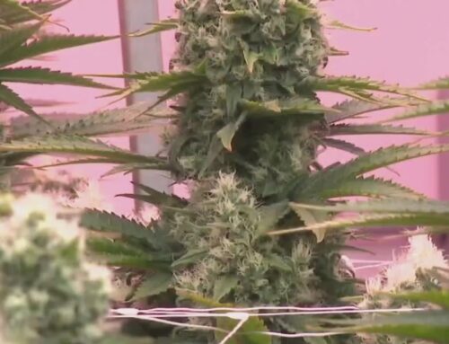 Texas DPS moving forward with expanding cannabis compassionate use program