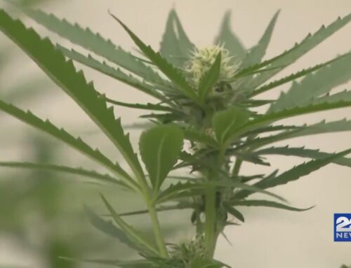 Ballot proposal seeks to reverse marijuana legalization in Massachusetts