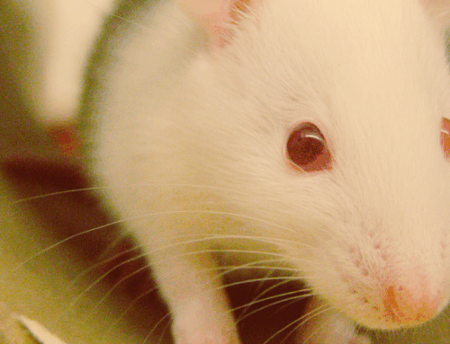 Stressed Out Rats Use Cannabis to Relax, Study Finds