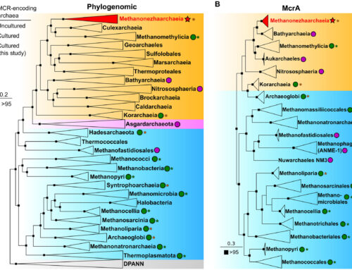 Newly discovered microbes challenge assumptions about methane production in the environmen